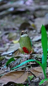 Vertical View Of Fairy Pitta (Pitta nympha) Bird With Striking Plumage. Close-up Shot
