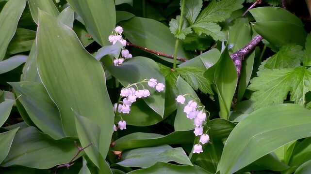 Sweet smelling Lily of the Valley in a UK garden