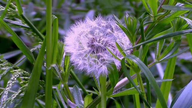 Dandelion Seed Head in the springtime waving in a breeze