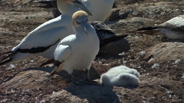 Australasian Gannets (Morus serrator) At A Breeding Colony In Cape Kidnappers, New Zealand. Close-up Shot