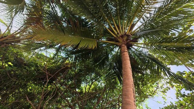view fro mbelow of a tropical coconut palm canopy swaying gently overhead.