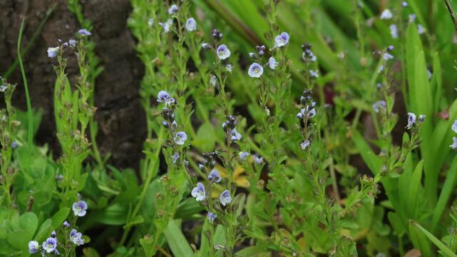 Delicate blue Speedwell flowers, Veronica sp. growing in marsh by Bala Lake. Wales. UK