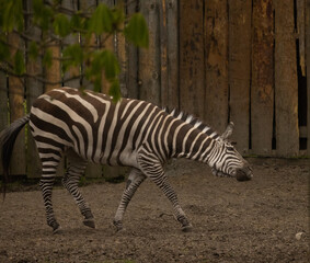 zebra in the zoo © EnockTeneka