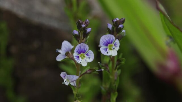 Closeup of a Speedwell, Veronica sp., growing in marshland. Spring. Wales. UK