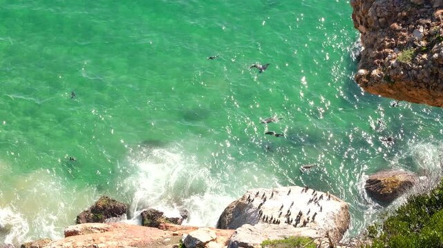 Seals frolic in clear coastal waters along Robberg Nature Reserve, high angle