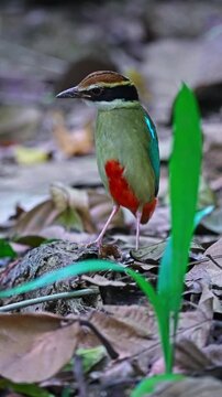 Vertical View Of Small And Vibrantly Colored Species Of Fairy Pitta Bird. Close-up Shot