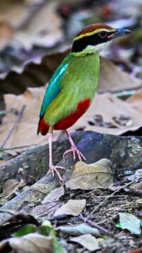 Vertical View Of Small Fairy Pitta (Pitta nympha) Bird With Colorful Feathers. Close-up Shot