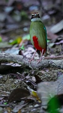 Vertical Close-up View Of The Ground-dwelling Fairy Pitta Bird Resting On A Tree Branch.