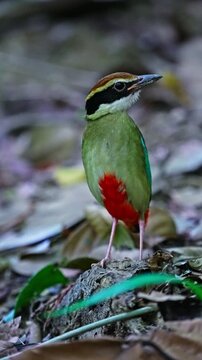 Vertical View Of Fairy Pitta (Pitta nympha) Bird With Vibrant Color Plumage. Close-up Shot