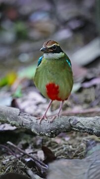 Vertical Close-up View Of The Ground-dwelling Fairy Pitta Bird.