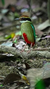 Vertical View Of Fairy Pitta (Pitta nympha), Brightly Colored Passerine Bird. Close-up Shot