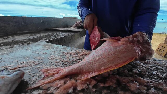 Close-up of fisherman hands scaling and cleaning a red snapper fish with scaler, preparing it for sale in a traditional fish market by the beach, Caribbean Island of Venezuela.