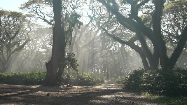 Panning of Sunlight Filtering through Towering Trembesi Rain Trees in De Djawatan Forest Banyuwangi