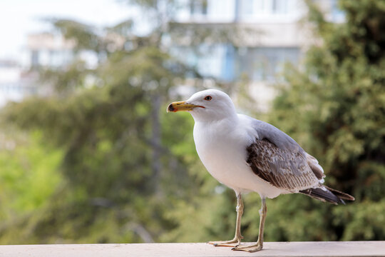 a seagull with white and gray feathers and a yellow beak stands on a concrete ledge against a blurred green tree and building background in an outdoor urban settin