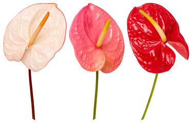 Fototapeta premium Colorful anthurium flowers in bloom element set