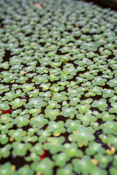 Lush green water plants floating on a still pond's surface.