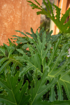 Lush green leaves of Philodendron, showcasing intricate shapes and vibrant colors.