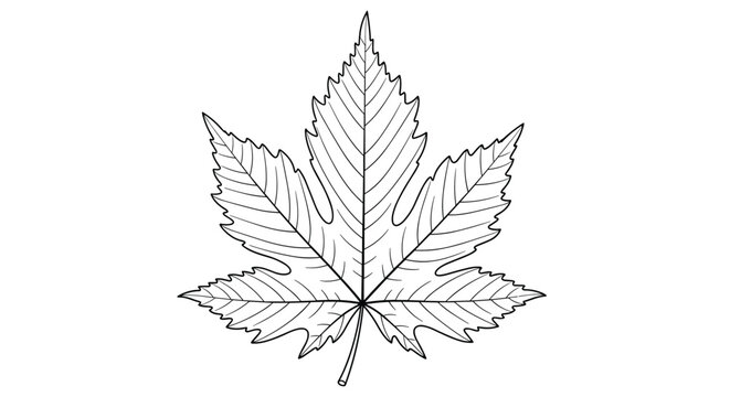 Detailed black and white botanical illustration of a single maple leaf featuring characteristic pointed lobes and veins.