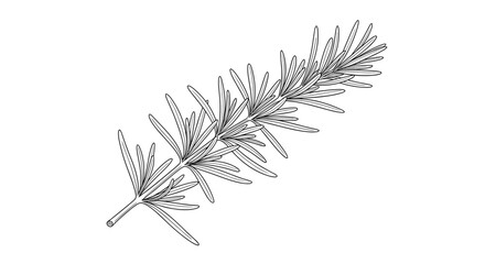Fototapeta premium Detailed botanical line drawing of a fresh rosemary sprig featuring many small narrow leaves on a woody stem.