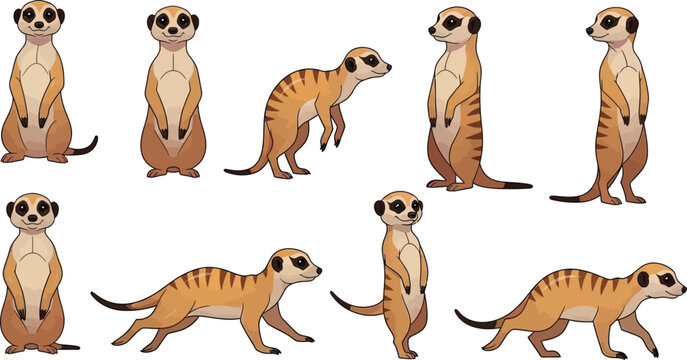 Set of cute desert meerkat vector illustrations in various standing and crawling positions for safari wildlife design elementsSet of cute desert meerkat vector illustrations in various standing and cr