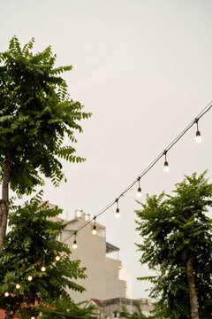 Twinkling string lights draped over lush trees under a serene sky.