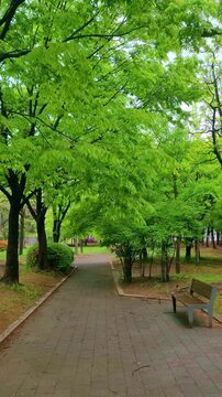 a peaceful 4k vertical slow motion shot of a lush green park pathway in may, featuring a wooden bench surrounded by vibrant spring foliage. the scene evokes tranquility and the refreshing beauty of...