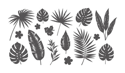 Collection of dark gray tropical leaves and flowers white foliage monstera © Musfiqur