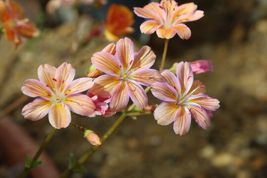 Lewisia columbiana. Close up of pale yellow pink Colombian bitterroot or Cliff Maiden flower in spring.