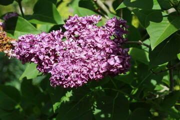 Obraz premium Syringa vulgaris 'Charles Joly'. Close up panicle of double red purple lilac flowers in spring. 