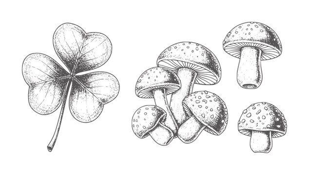 Hand drawn clover leaf and cluster of mushrooms in style shamrock fungi