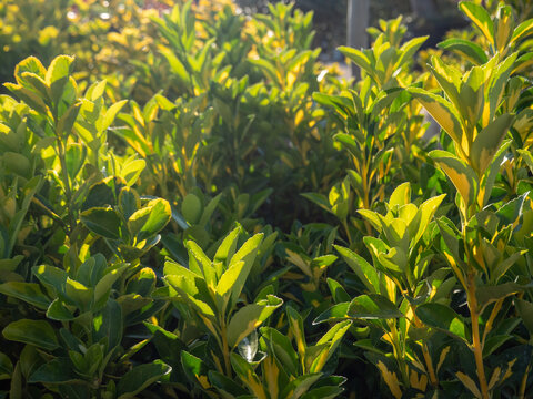 Golden variegated Euonymus japonicus leaves in bright morning sunlight