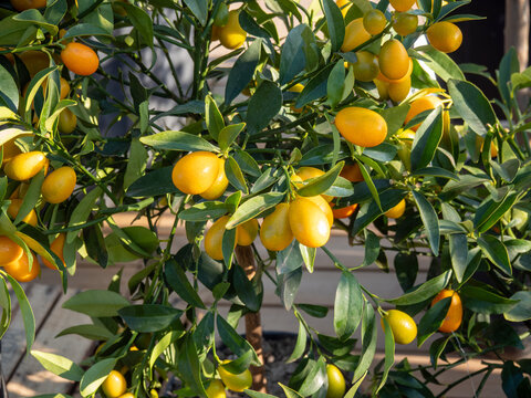 Ripe kumquat fruits growing on a small citrus tree in a pot
