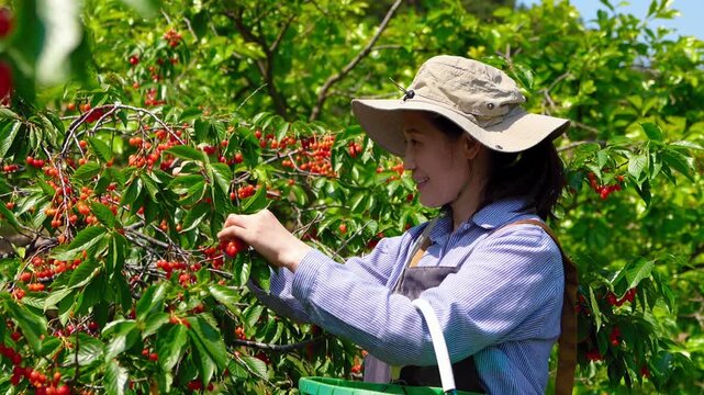 A smiling adult Asian woman wearing a wide-brimmed hat harvests fresh red cherries in a sunny green orchard, placing fruit into a green basket.