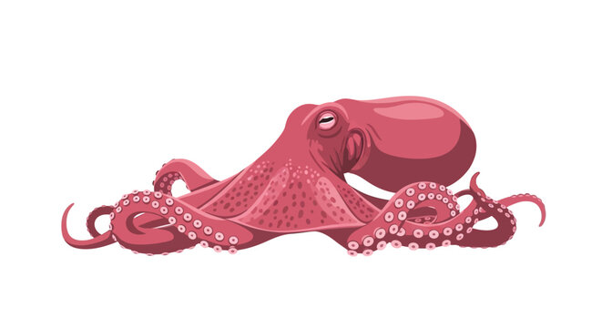 Red Octopus Underwater Creature
