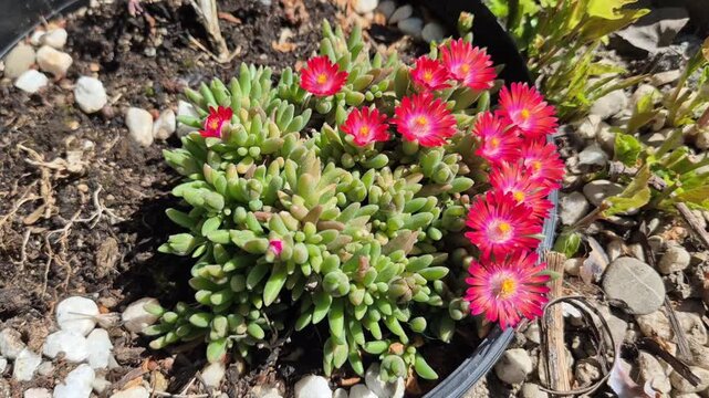 A vibrant, low-angle shot of a succulent plant featuring fleshy green leaves and bright pink daisy-like flowers blooming in a dark pot under direct sunlight.