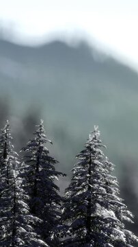 Tall trees covered in snow stand in a forest. The background shows blurry mountains under a clear sky. This scene occurs during the day in winter with many trees in view.