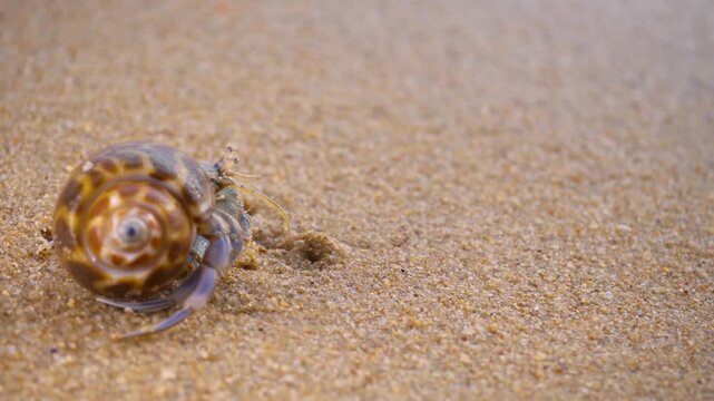 Hermit Crab Crawling On Sandy Beach Near Water Edge Close Up Shot
