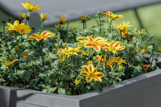 Yellow and red garden flowers in planter box outdoors on balcony or terrace in sunlight