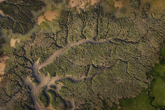 Aerial view of the intricate dendritic drainage patterns in the salt marsh estuary with green vegetation and brown mudflats in Portmarnock, County Dublin, Ireland.