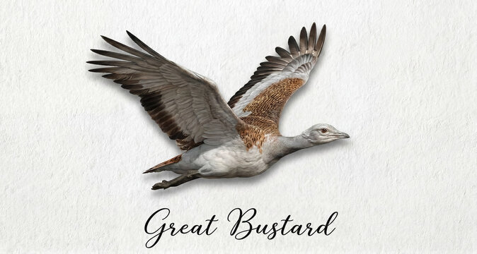 A realistic and detailed illustration of a giant bustard in flight, featuring the words &ldquo;Great Bustard.&rdquo; An artistic bird portrait showcasing rare wildlife species.