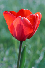 Fototapeta premium Red tulip flower blooming in garden with natural light and soft background