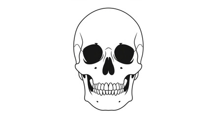 Human Skull Front View Simple Line Drawing. © Mbeji