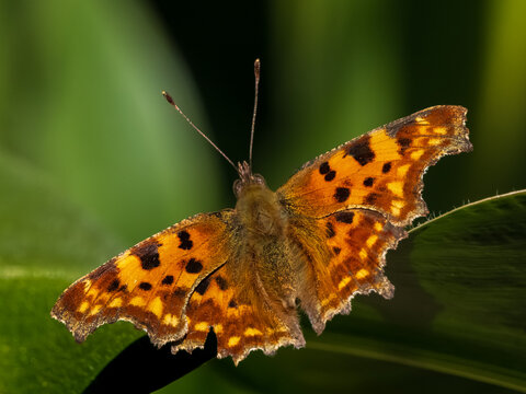 Comma butterfly on green leaf as background. Polygonia c-album detailed macro shot on spring meadow field in summer. Polygonia c-album insect on foliage organic nature concept