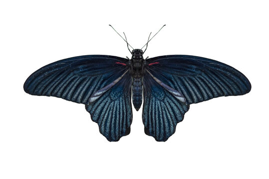 Great Mormon Butterfly on transparent background