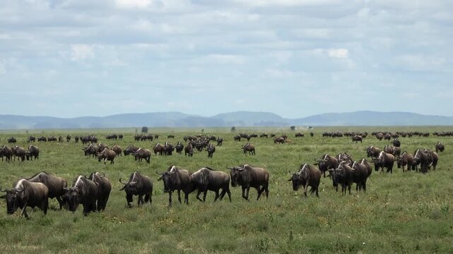 Wildebeest herd migration Tanzania