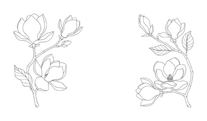 Fototapeta premium Delicate black and white line of magnolia branches with blooming flowers leaf