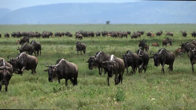 Wildebeest herd marching