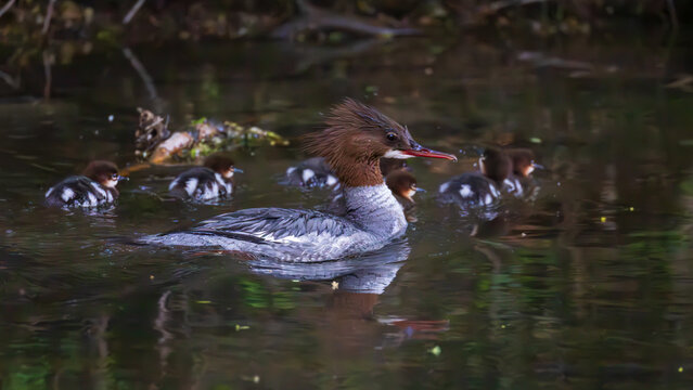 Common merganser mother leading ducklings in single file on calm reflective water, serene wildlife family scene