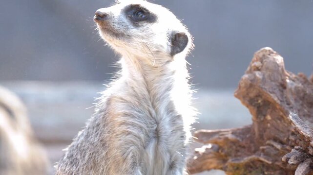 Alert Meerkat Suricate Climbing a Tree Stump in Natural Sunlight