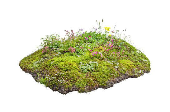 A natural mound of lush green moss dotted with tiny pink and white wildflowers, carefully isolated against a transparent  background.